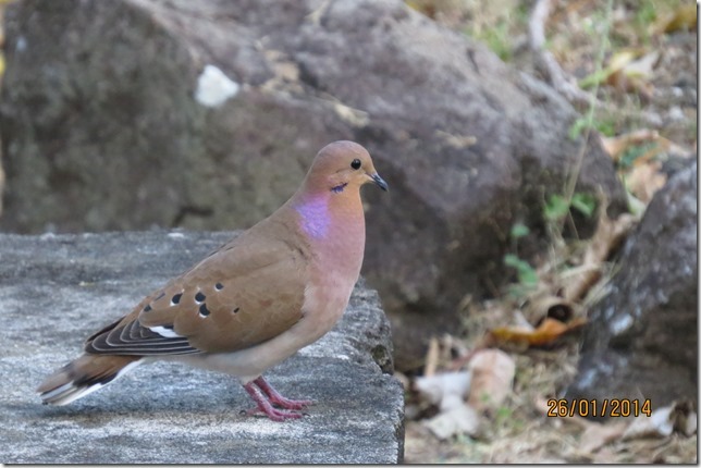 Zenaida Dove