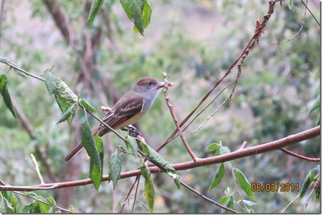 Granada Fly Catcher, Union Island