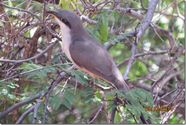 betasmallMangrove Cuckoo on the side of the road, Ashton to Clifton