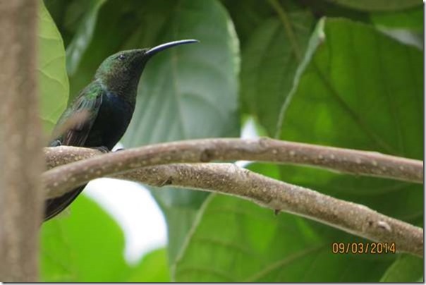 betasmallGreen Throated Carib