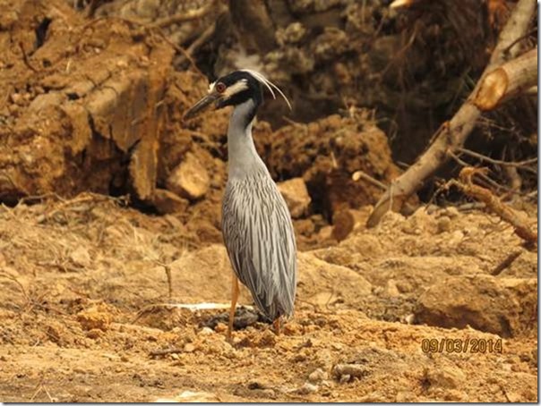 betasmallYellow Crowned Night Heron