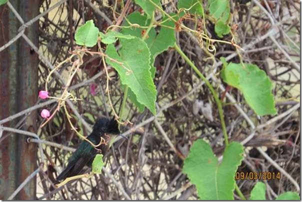 betasmallAntillean Crested Hummingbird