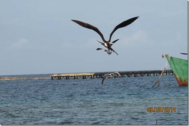 betasmallFrigate Bird, Clifton Harbour