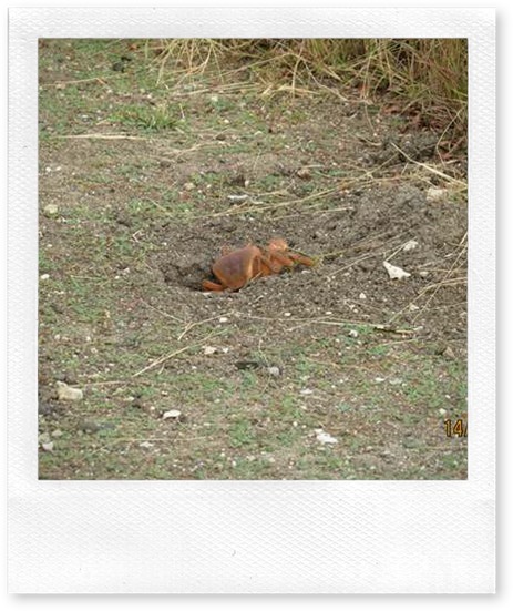 betasmallLand Crab about to go to Ground