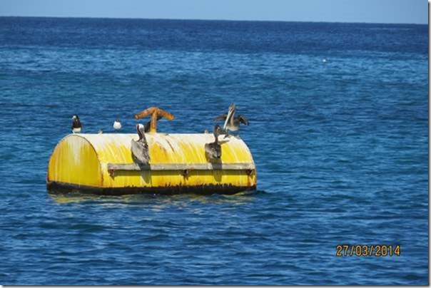 betasmallA Pelican Family on the buoy in Tyrrel Bay