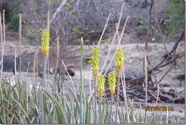 betasmallBanaquit on Aloe Vera Flower, Mayreau