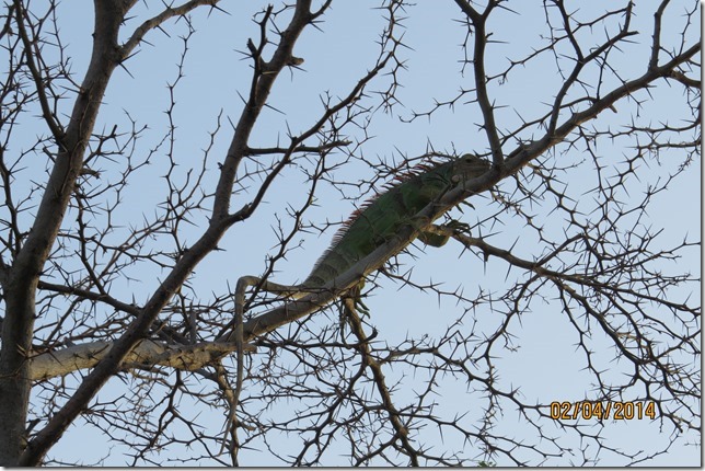 Iguana on Petit Bateau, evening