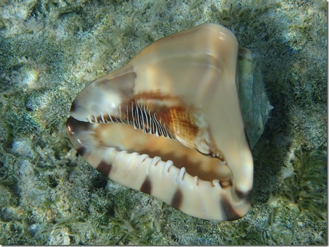 m_P6273381