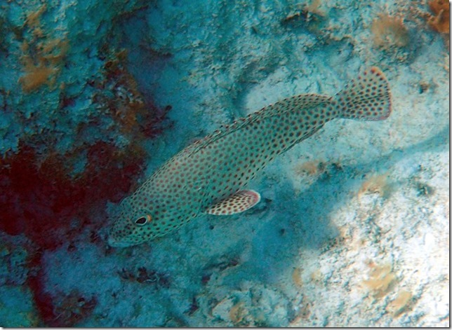 m_grouper