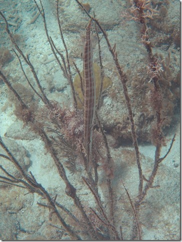 m_pipefish