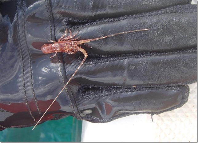 m_Littlelobster