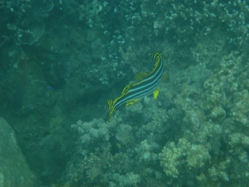 C:\Users\Carol\Pictures\Fiji 2013 Folder 1\Blog Photos 19th July\m_B & W striped fish with yellow fins.jpg