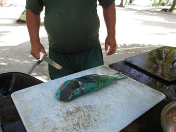 m_Parrotfish