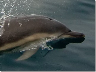 Description: Dolphin  Stornoway Compressed