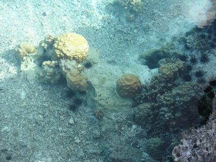 pris depuis le plateau de corail