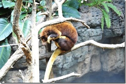 BF_Bronx_Zoo_089