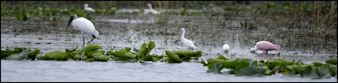 BF Lone Cabbage and Birding 007