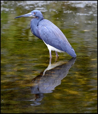 BF Lone Cabbage and Birding 089