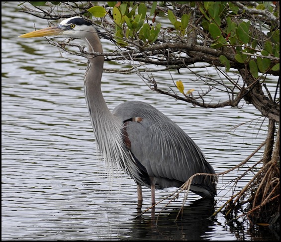 BF Lone Cabbage and Birding 144