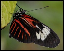 BF Butterflies 071