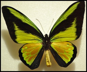 BF Butterflies 272