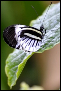 BF Butterflies 142