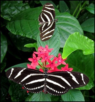 BB Butterflies 018
