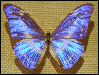 BF Butterflies 275