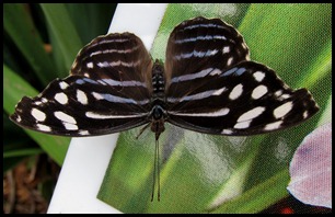 BB Butterflies 031