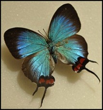 BF Butterflies 268