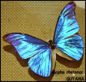 BF Butterflies 276