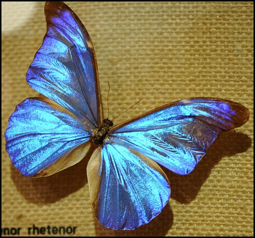 BF Butterflies 274