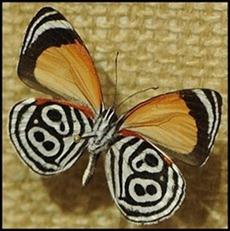 BF Butterflies 283