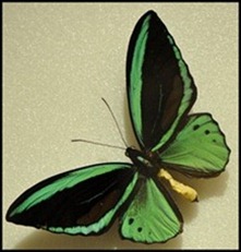 BF Butterflies 270
