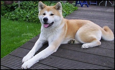 Akita inu