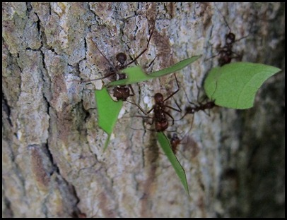 BB Tikal Turkeys and Ants 027