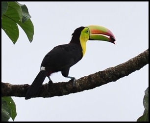 BF First Toucans 017