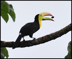 BF First Toucans 018