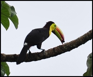BF First Toucans 020