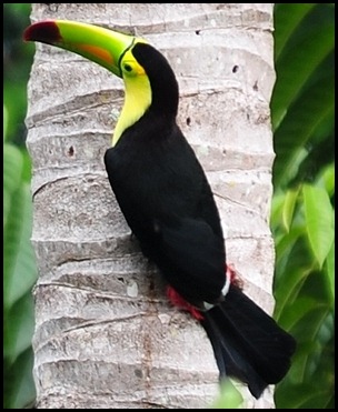 BF First Toucans 005