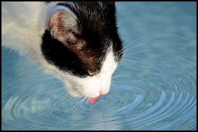 LF Cat Licking Pool 034