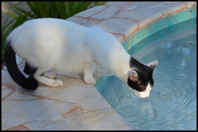LF Cat Licking Pool 026