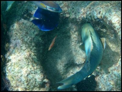 PB Snorkel Belize 040