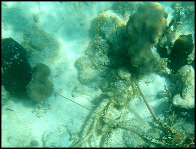 PB Snorkel Belize 080