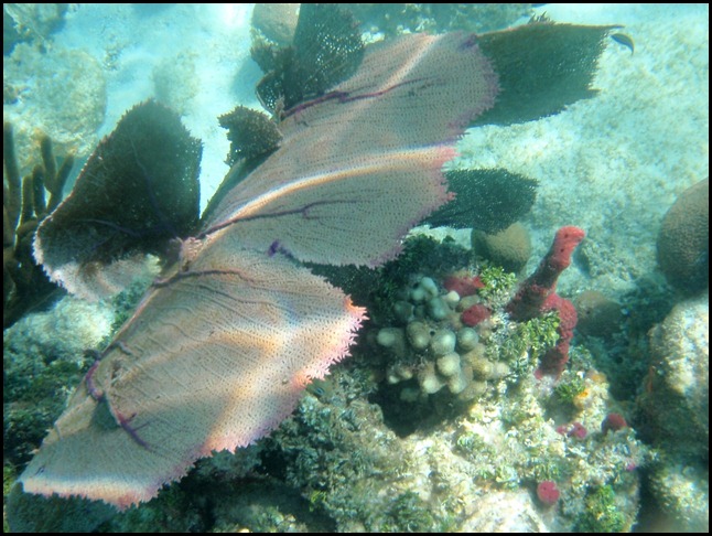 PB Snorkel Belize 030
