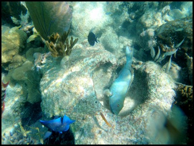 PB Snorkel Belize 028