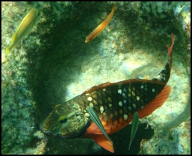 PB Snorkel Belize 043