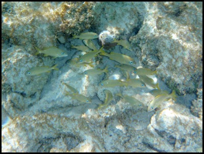 PB Snorkel Belize 101