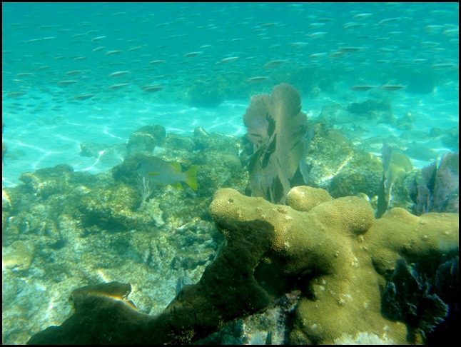 PB Snorkel Belize 141