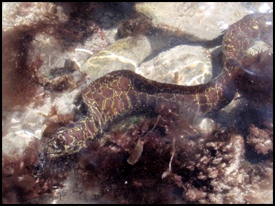 PB Snorkel Belize 118